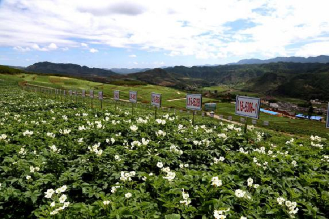 水磨马铃薯种植基地.png